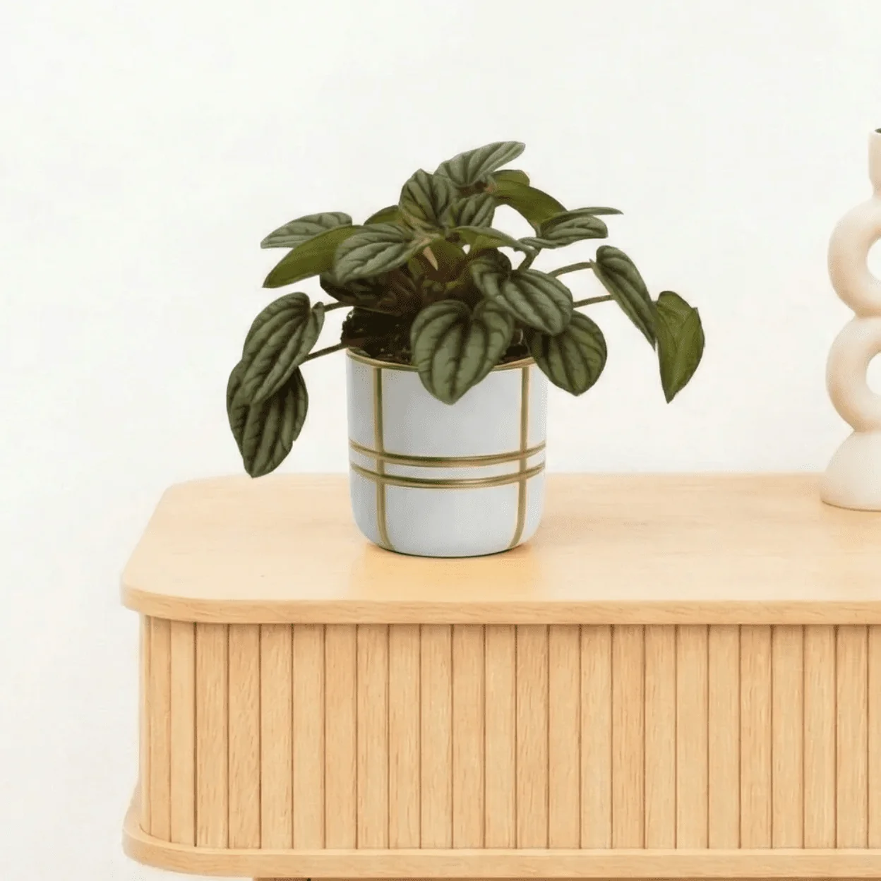 Bambino Peperomia Piccolo Banda - 10cm - 51Dnspod | Smaakvolle damp – Verzendkosten vrij vanaf 40€ Bambino Peperomia Piccolo Banda - 10cm - 51Dnspod | Smaakvolle damp – Verzendkosten vrij vanaf 40€