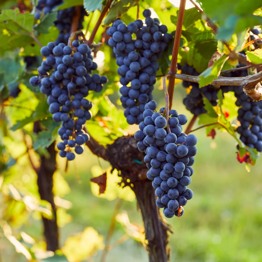 Blauwe druif 'Boskoop Glory' BIO - 51Dnspod | Smaakvolle damp – Verzendkosten vrij vanaf 40€ Blauwe druif 'Boskoop Glory' BIO - 51Dnspod | Smaakvolle damp – Verzendkosten vrij vanaf 40€