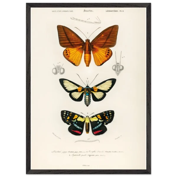 Artfulprints Poster met Lijst Charles Dessalines d'Orbigny - Collection of moths - 50x70 cm - Oranje - 51Dnspod | Smaakvolle damp – Verzendkosten vrij vanaf 40€