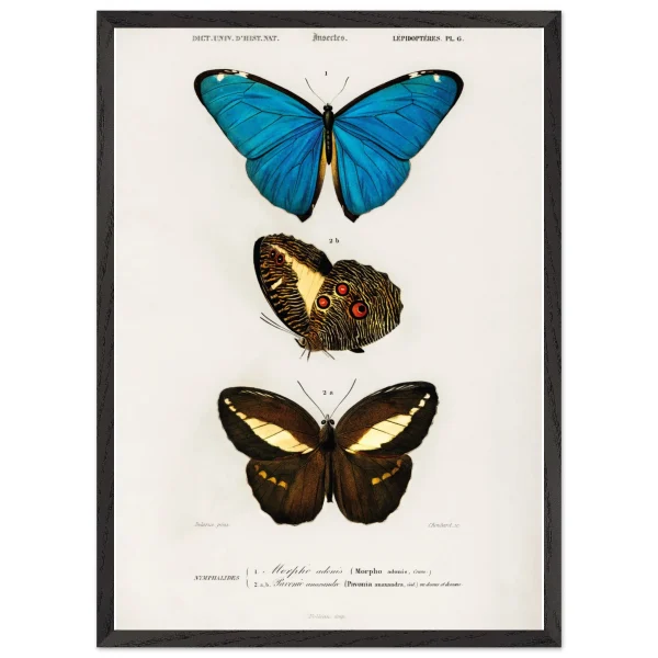 Artfulprints Poster met Lijst Charles Dessalines d'Orbigny - Different types of butterfly - 50x70 cm - Meerkleurig - 51Dnspod | Smaakvolle damp – Verzendkosten vrij vanaf 40€