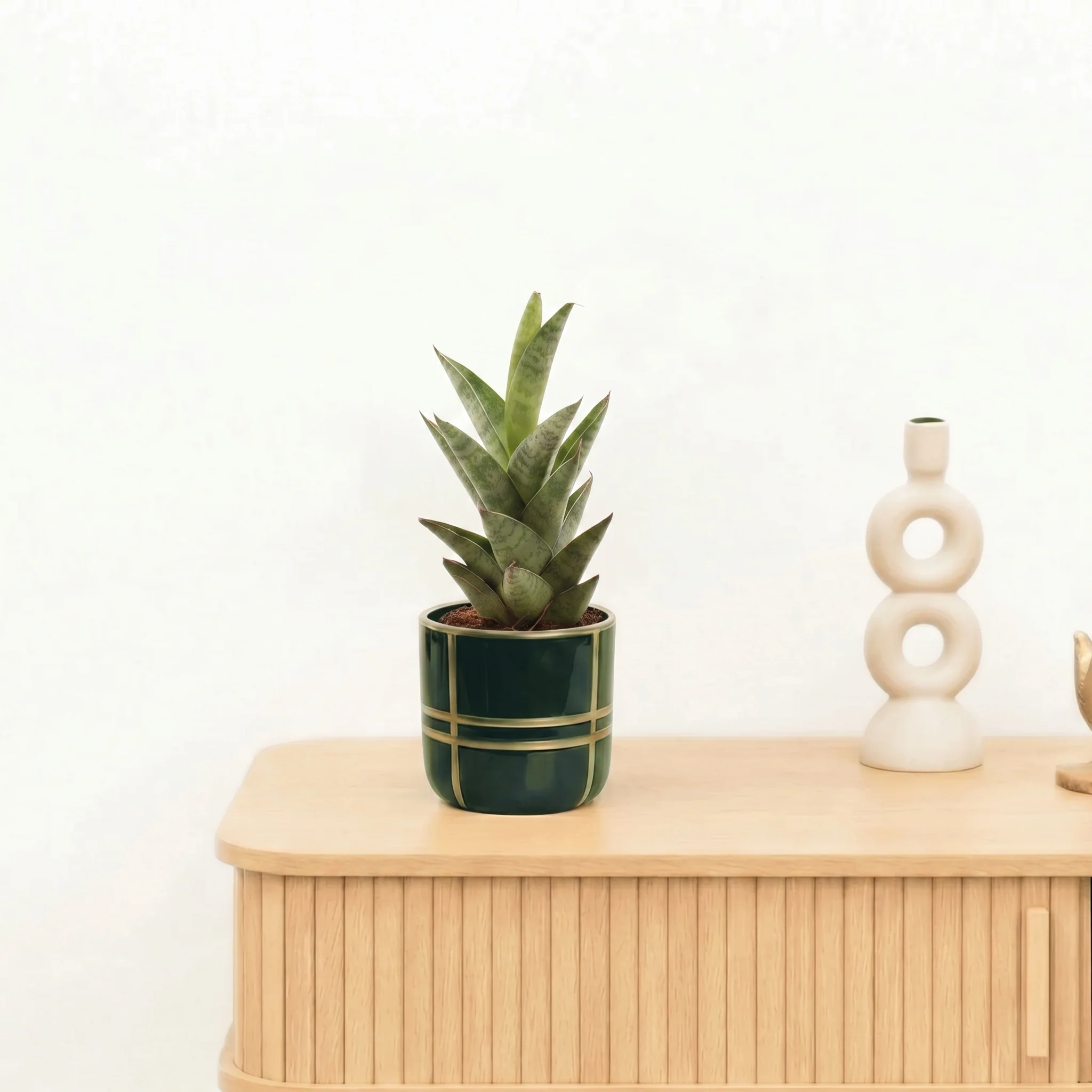 Bambino Sansevieria Starshooter - 15 cm - 51Dnspod | Smaakvolle damp – Verzendkosten vrij vanaf 40€ Bambino Sansevieria Starshooter - 15 cm - 51Dnspod | Smaakvolle damp – Verzendkosten vrij vanaf 40€