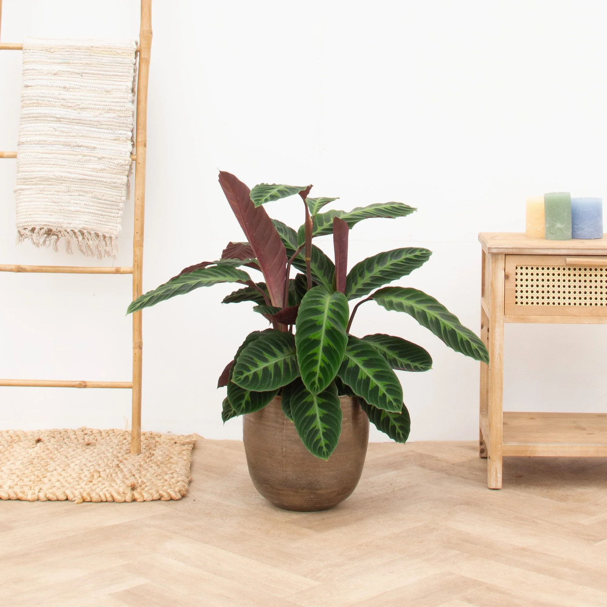 Calathea Warscewiczii - 90cm - 51Dnspod | Smaakvolle damp – Verzendkosten vrij vanaf 40€ Calathea Warscewiczii - 90cm - 51Dnspod | Smaakvolle damp – Verzendkosten vrij vanaf 40€