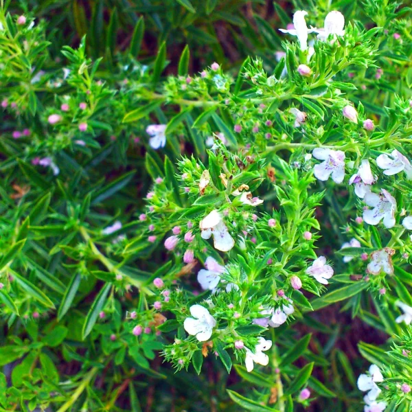 Bonenkruid - P9 pot - 51Dnspod | Smaakvolle damp – Verzendkosten vrij vanaf 40€