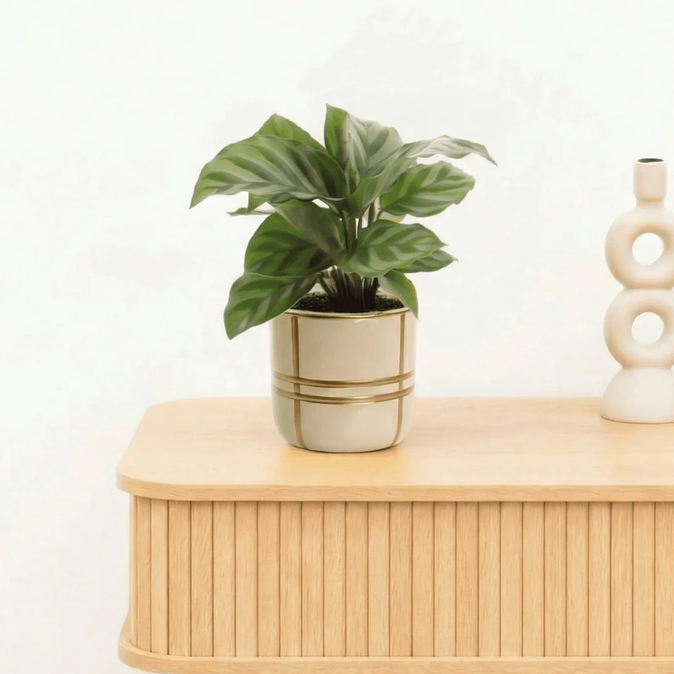 Bambino Calathea Freddie - 15cm - 51Dnspod | Smaakvolle damp – Verzendkosten vrij vanaf 40€ Bambino Calathea Freddie - 15cm - 51Dnspod | Smaakvolle damp – Verzendkosten vrij vanaf 40€