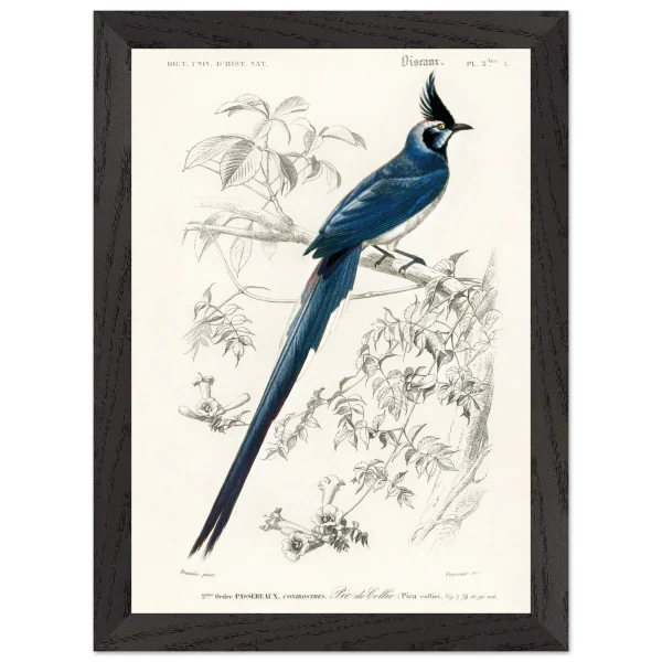 Artfulprints Poster met Lijst Charles Dessalines d'Orbigny - Black-throated magpie-jay (pica colliei) - A4 21x29.7 cm - Blauw - 51Dnspod | Smaakvolle damp – Verzendkosten vrij vanaf 40€