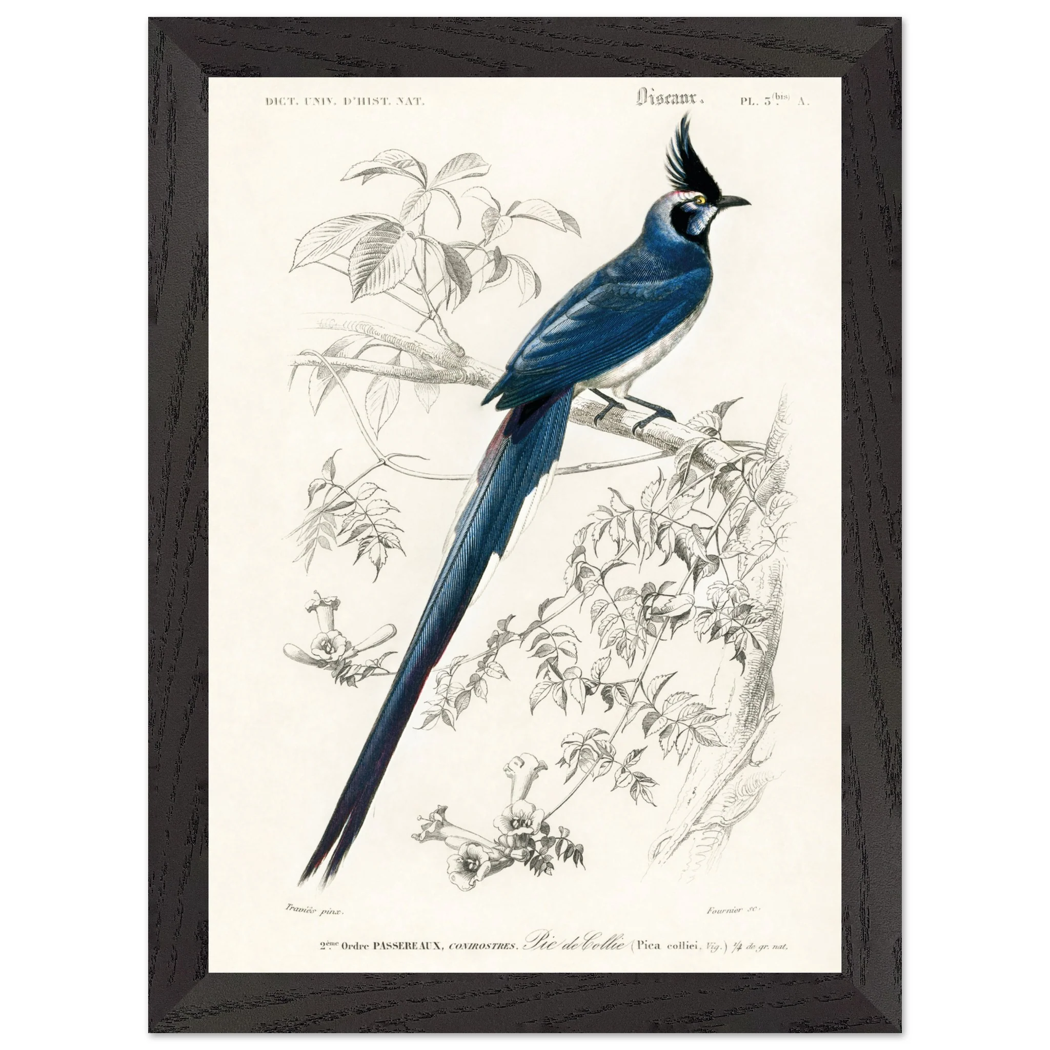 Artfulprints Poster met Lijst Charles Dessalines d'Orbigny - Black-throated magpie-jay (pica colliei) - A4 21x29.7 cm - Blauw - 51Dnspod | Smaakvolle damp – Verzendkosten vrij vanaf 40€ Artfulprints Poster met Lijst Charles Dessalines d'Orbigny - Black-throated magpie-jay (pica colliei) - A4 21x29.7 cm - Blauw - 51Dnspod | Smaakvolle damp – Verzendkosten vrij vanaf 40€