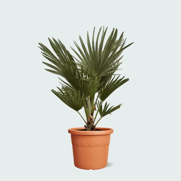 Chamaerops Humilis Vulcano - 80cm - 51Dnspod | Smaakvolle damp – Verzendkosten vrij vanaf 40€
