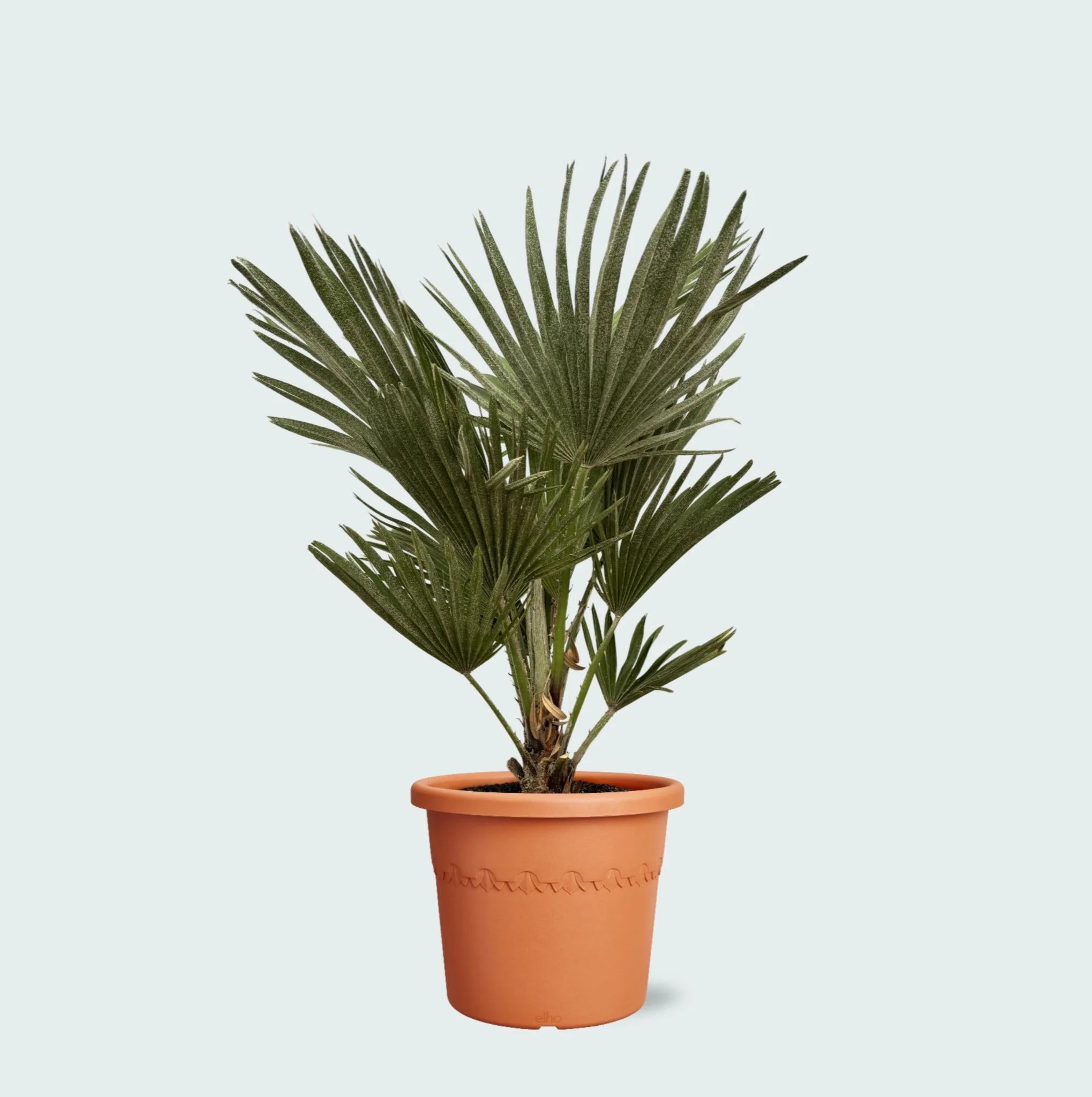 Chamaerops Humilis Vulcano - 80cm - 51Dnspod | Smaakvolle damp – Verzendkosten vrij vanaf 40€ Chamaerops Humilis Vulcano - 80cm - 51Dnspod | Smaakvolle damp – Verzendkosten vrij vanaf 40€