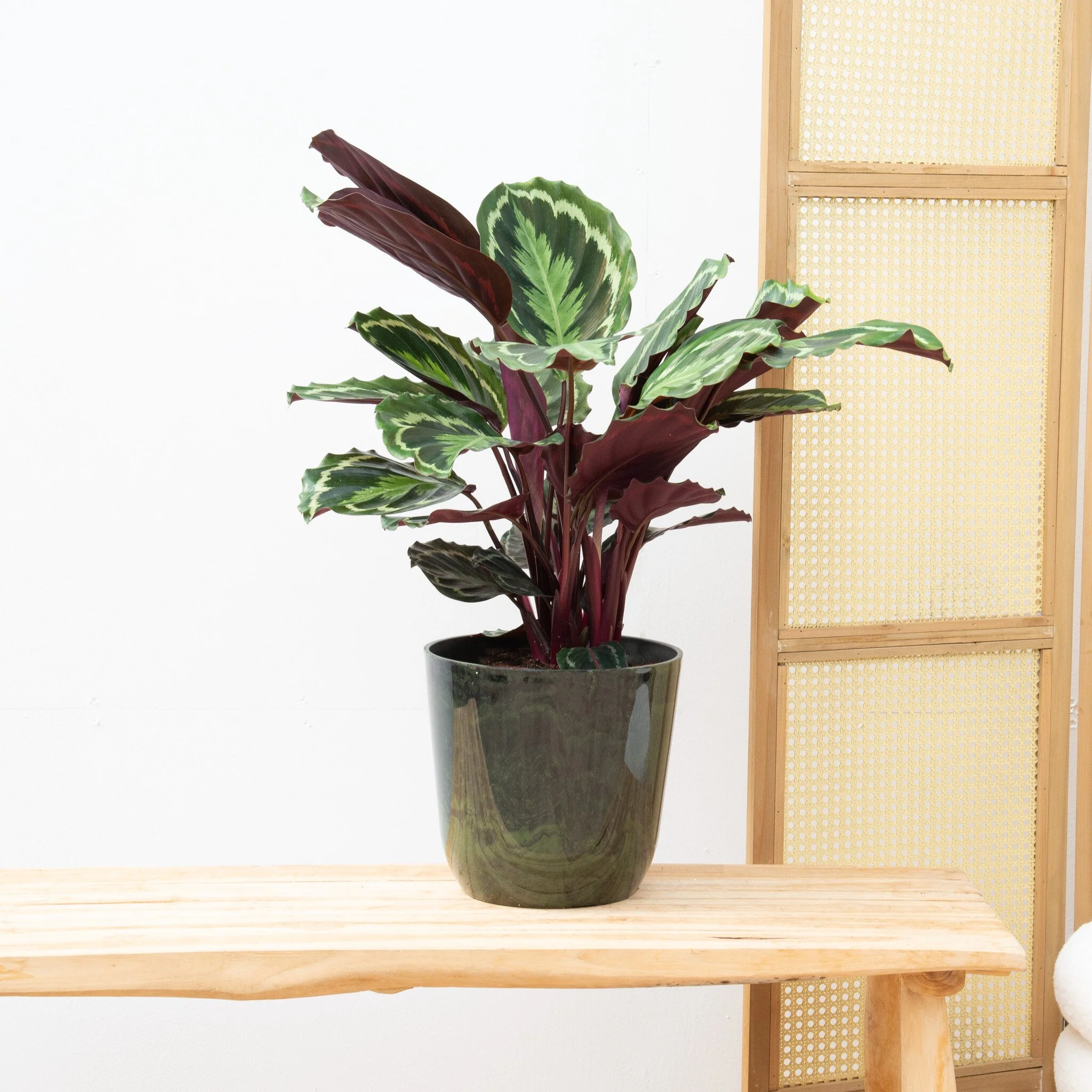 Calathea Medaillon - 70cm - 51Dnspod | Smaakvolle damp – Verzendkosten vrij vanaf 40€ Calathea Medaillon - 70cm - 51Dnspod | Smaakvolle damp – Verzendkosten vrij vanaf 40€