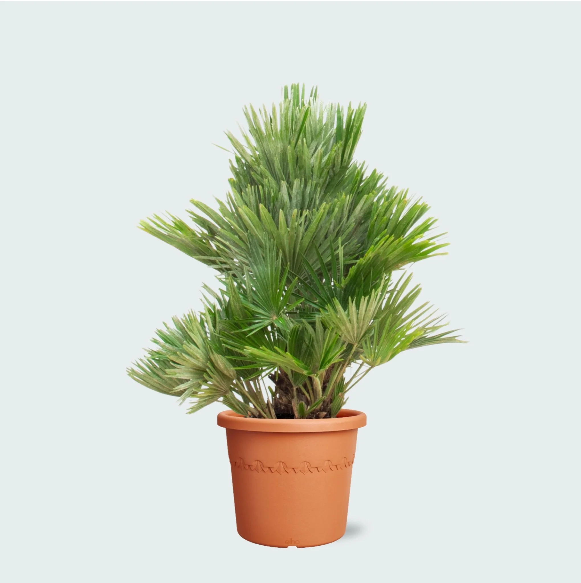 Chamaerops Humilis Vulcano compact - 100 cm - 51Dnspod | Smaakvolle damp – Verzendkosten vrij vanaf 40€ Chamaerops Humilis Vulcano compact - 100 cm - 51Dnspod | Smaakvolle damp – Verzendkosten vrij vanaf 40€