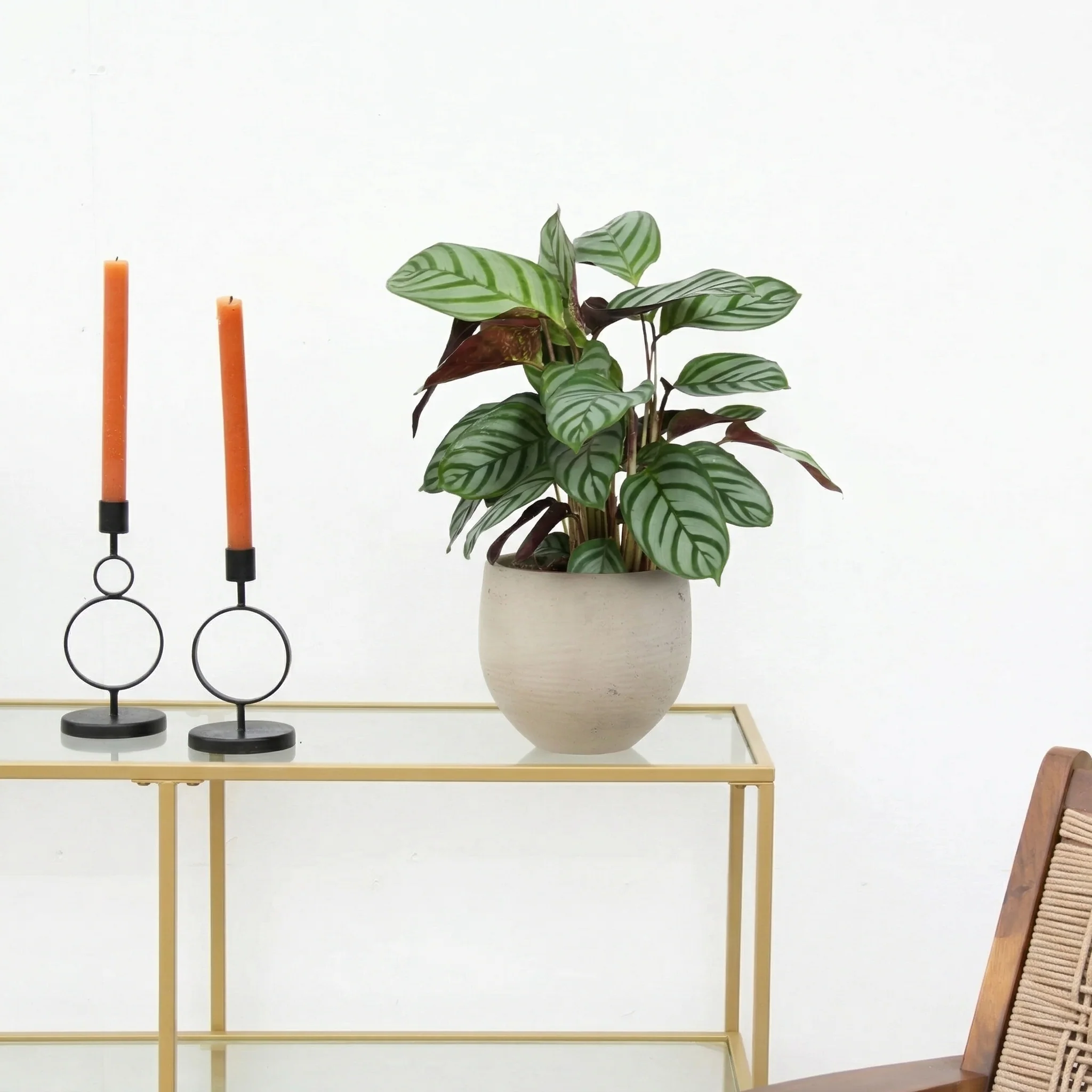 Calathea Compactstar - 40 cm - 51Dnspod | Smaakvolle damp – Verzendkosten vrij vanaf 40€ Calathea Compactstar - 40 cm - 51Dnspod | Smaakvolle damp – Verzendkosten vrij vanaf 40€