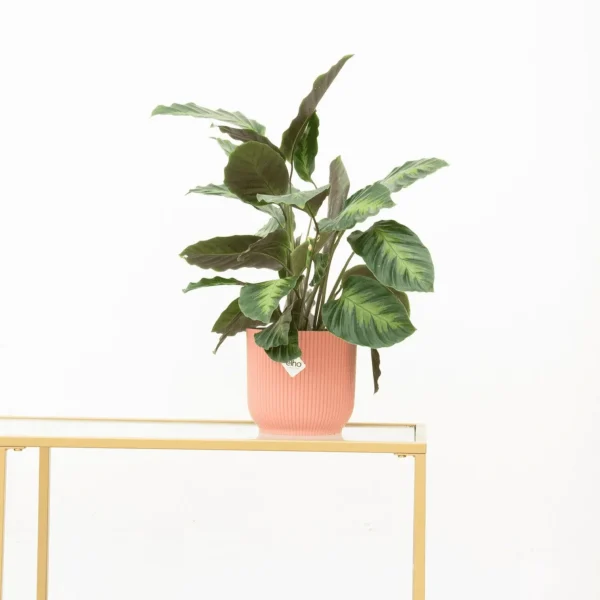 Calathea Maui Queen - 35cm - 51Dnspod | Smaakvolle damp – Verzendkosten vrij vanaf 40€