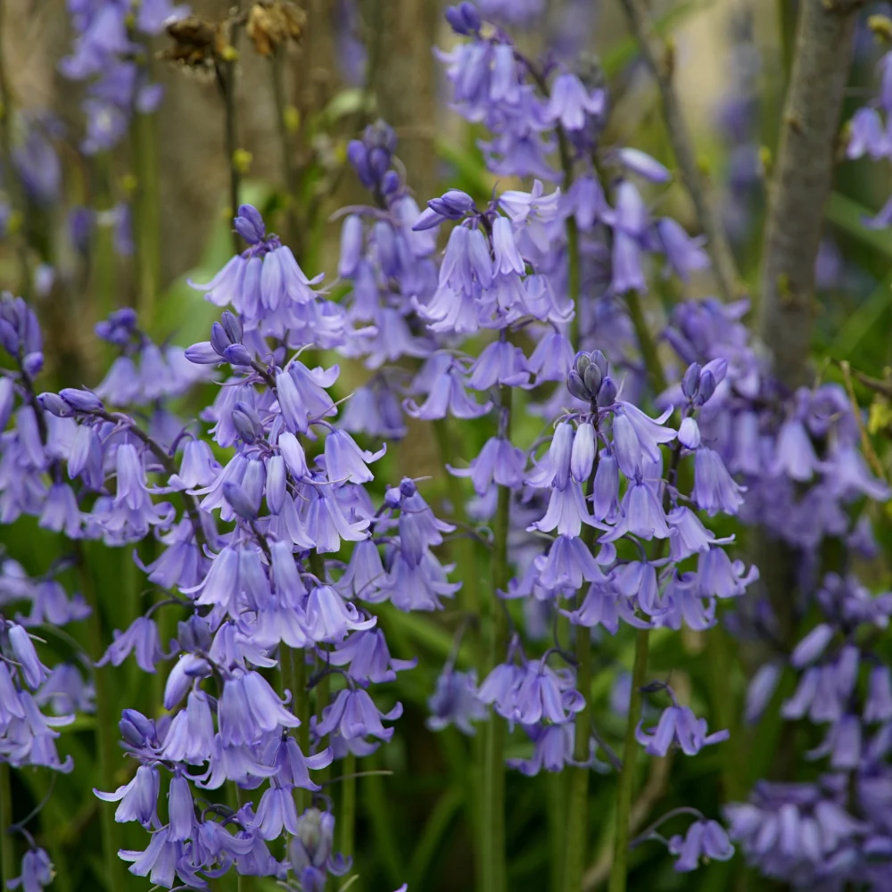 Boshyacint blauw (hyacinthoides hispanica) BIO - 10 stuks - 51Dnspod | Smaakvolle damp – Verzendkosten vrij vanaf 40€ Boshyacint blauw (hyacinthoides hispanica) BIO - 10 stuks - 51Dnspod | Smaakvolle damp – Verzendkosten vrij vanaf 40€