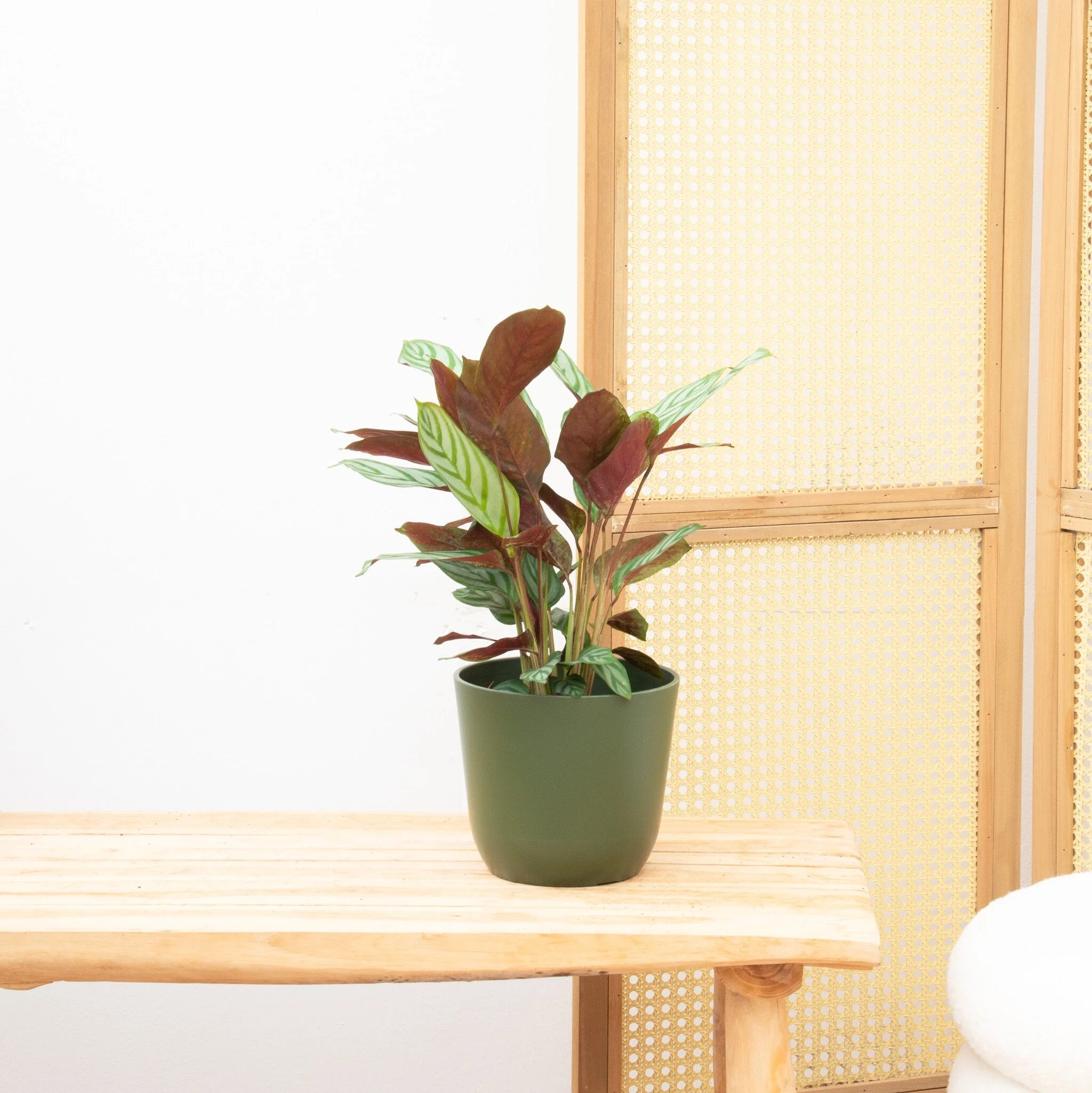 Calathea Compactstar - 70cm - 51Dnspod | Smaakvolle damp – Verzendkosten vrij vanaf 40€ Calathea Compactstar - 70cm - 51Dnspod | Smaakvolle damp – Verzendkosten vrij vanaf 40€