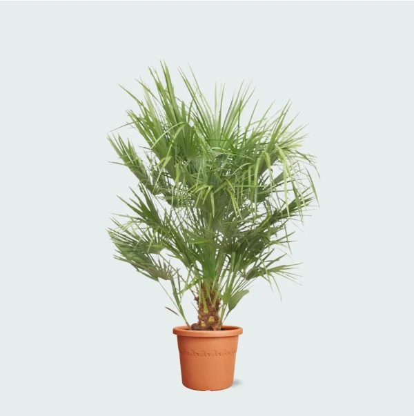 Chamaerops Humilis - 160cm - 51Dnspod | Smaakvolle damp – Verzendkosten vrij vanaf 40€