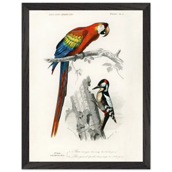 Artfulprints Poster met Lijst Charles Dessalines d'Orbigny - Different types of birds - 30x40 cm - Meerkleurig - 51Dnspod | Smaakvolle damp – Verzendkosten vrij vanaf 40€