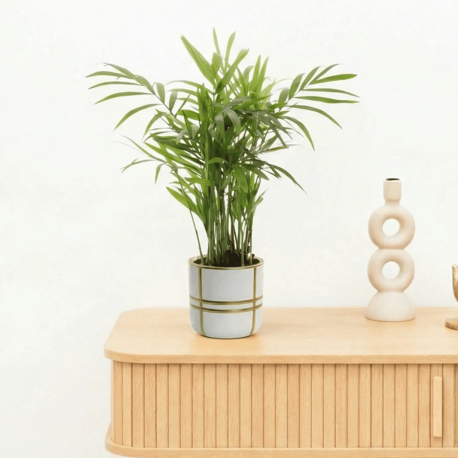 Bambino Chamaedorea - 20cm - 51Dnspod | Smaakvolle damp – Verzendkosten vrij vanaf 40€ Bambino Chamaedorea - 20cm - 51Dnspod | Smaakvolle damp – Verzendkosten vrij vanaf 40€